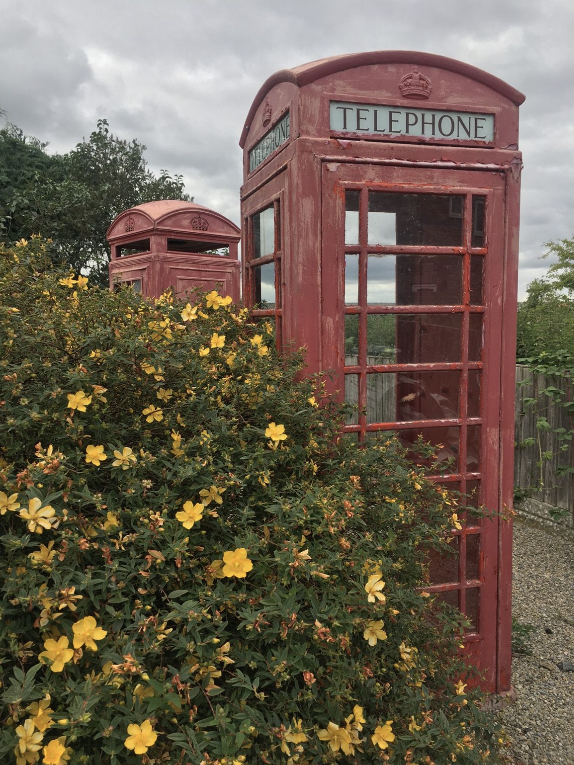 california wild rose - Telephone